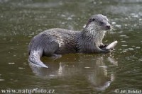 otter