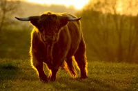 stier