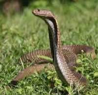 rood spuwende cobra    [slang]