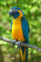blauwkeelara