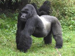  gorilla