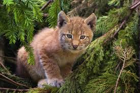 lynx