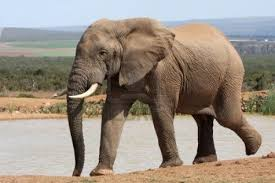 olifant